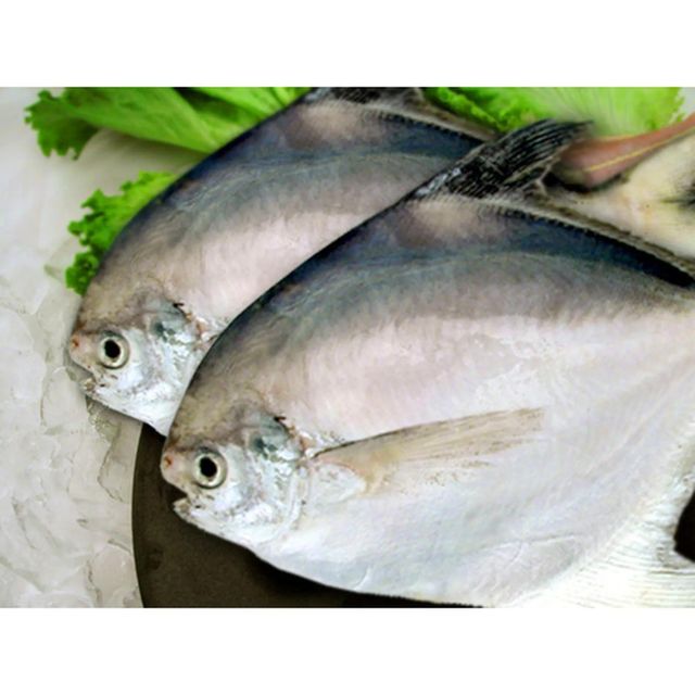 Frozen Silver Pomfret Fish 100% Natural Marine Catch Processed For Bulk Seafood Delivery And Retail Supply - Image 4