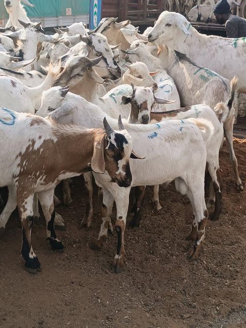 Kenyan Whole Chilled Goat Carcasses - Image 3