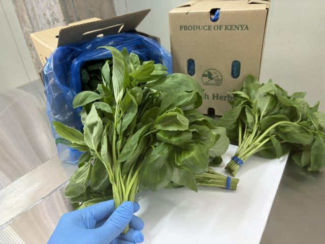 Green basil - Image 2