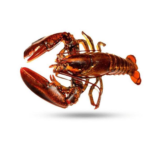 Premium live lobster offered at wholesale price for international seafood importers - Image 4