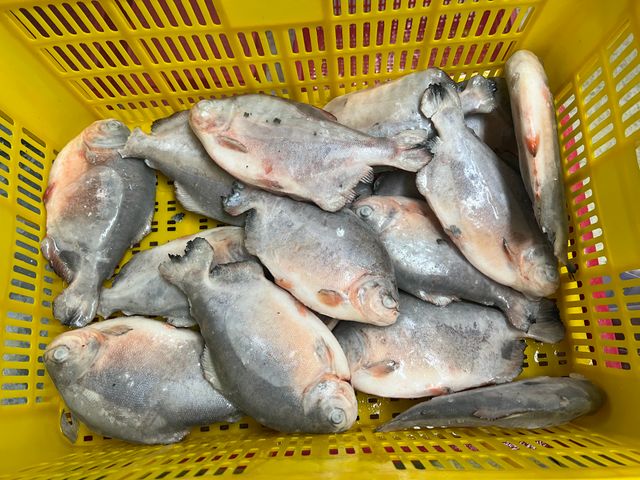 Top selling frozen black pomfret for wholesales export - Image 3