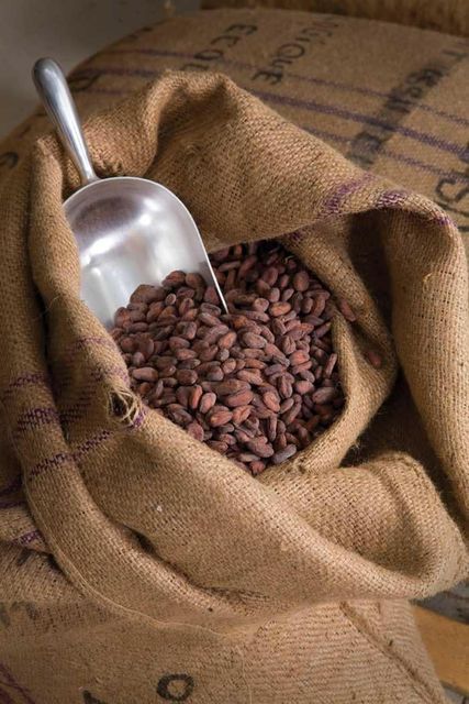 Premium Cocoa Beans – Wholesale Bulk Supply - Image 3