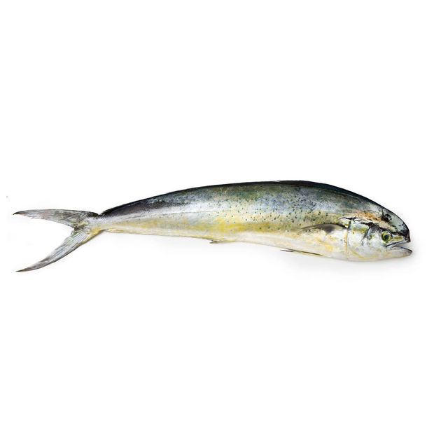 Frozen Mahi Mahi Fish Premium Fillet Cut For Seafood Import Export Wholesale Buyers And Restaurant Sourcing - Image 4