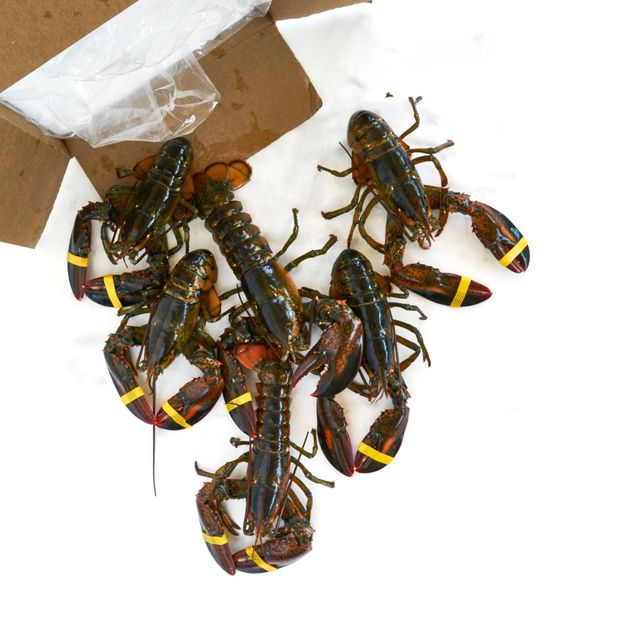 Live American Lobster Fresh Premium Quality Wild Caught Seafood Perfect For Gourmet Dining Family - Image 4