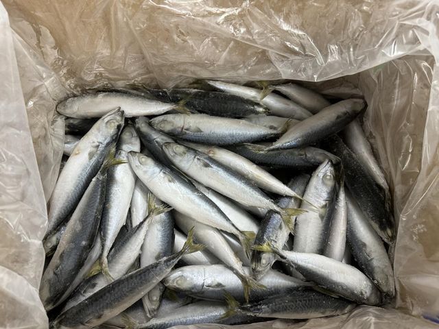 Frozen Atlantic Mackerel Fish Premium Quality Ocean Harvest Product For Seafood Wholesalers And Export Demand - Image 3