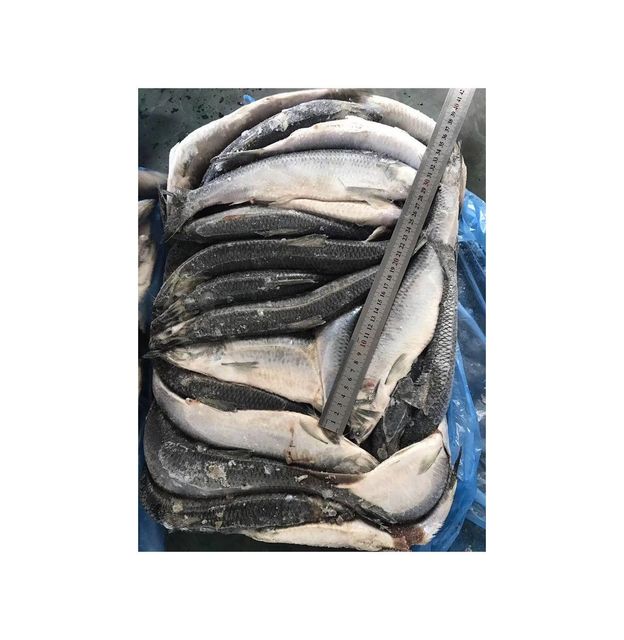 Frozen Herring Fish Wild Caught Premium Seafood Offering With Uniform Quality For Frozen Fish Market Supply - Image 2