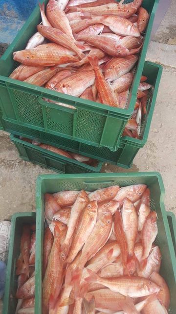 red mullet Color Red Form Frozen Origin Mauritania Size 100 Gr / 250 Gr Packaging 20 Kg - Image 5
