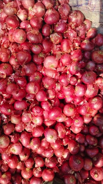 Onions - Image 1