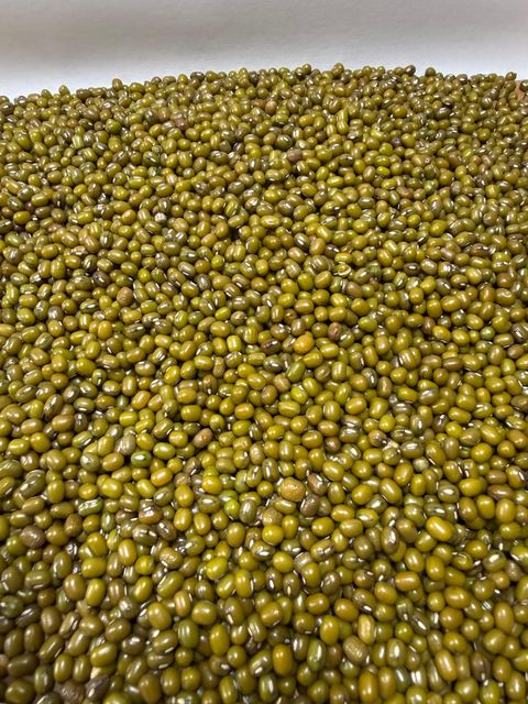 Green Gram (Moong), Mung Beans, Mongo Beans, Golden Gram, Jerusalem Pea - Image 3