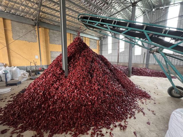 Yidu chili - Image 2