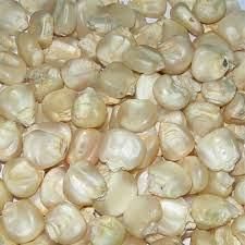 NON GMO WHITE CORN MAIZE - Image 1