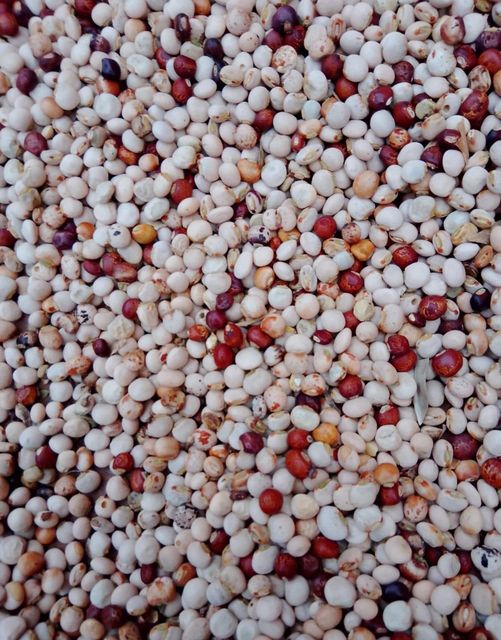 Pigeon Peas - Image 3