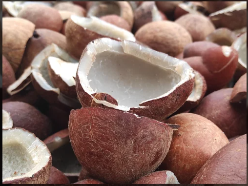 Indian Dried Copra (Ball / Cup Copra) – Export Quality - Image 5