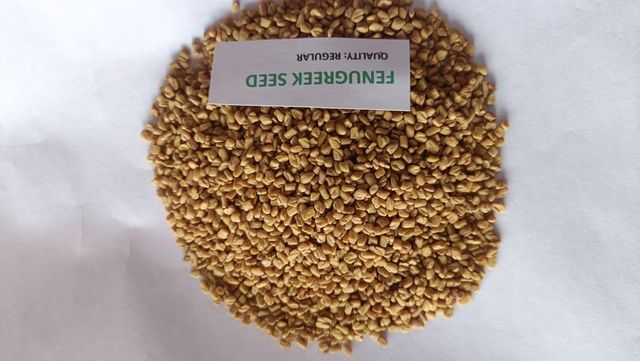 Premium Grade Fenugreek Seeds (Methi) – 99%/99.5% Pure Purity 98% Grade Premium Packaging Type Pp Bag Shelf Life 6-12months - Image 1