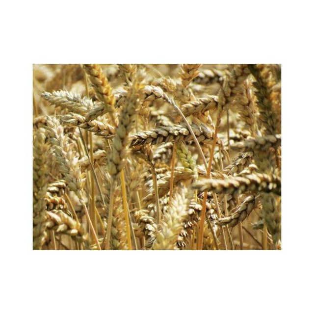 Rye grain wholesale bulk available at low competitive rates - Image 3