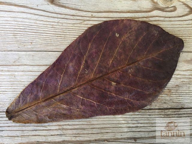 Premium Catappa Leaves (Terminalia catappa) For Water Quality Improvement - Natural Aquarium Grade From Fresh Nature Indonesia, Natural Catappa Leaves for Better Aquarium Water Quality, Premium Catappa Leaves from Indonesia for Natural Aquarium Water Treatment and Fish Care - Image 2