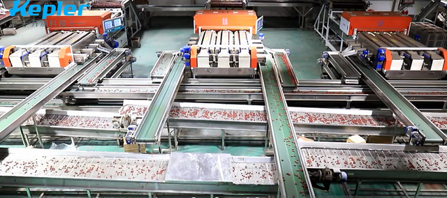 Sorting machiine for small size fruits Type sorting machine, grading machine, calibration machine Customization Designed According To Customer's Factory Area - Image 3
