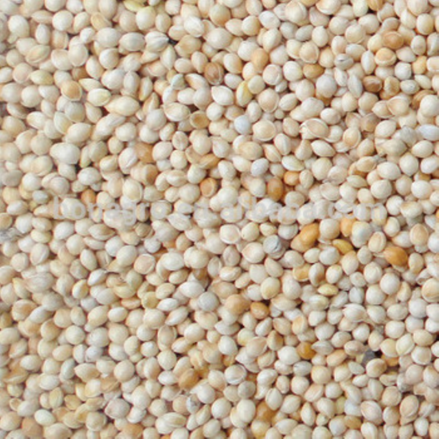 Premium Organic Millet Grain For Healthy Daily Meals And Natural Nutrition Rich Farm Fresh Quality Supply - Image 4