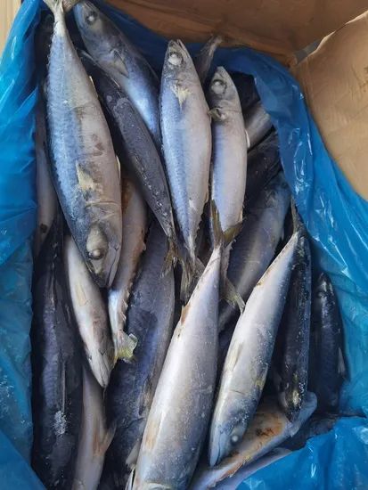 Quality Frozen Mackerel Fish for Export Style Whole Origin China Trademark OEM Processing IQF HS Code 030354 Model NO. frozen fish - Image 4