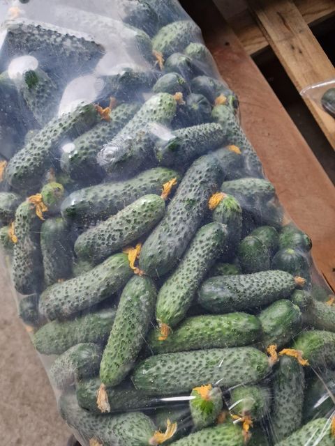 cucumbers cornichon Quality 1 Delivery Time 2-3 Days Packaging plastic bags Transport Availability Within The Eu - Image 4
