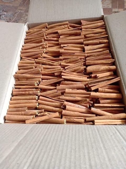 Cigarette Cassia - Image 6
