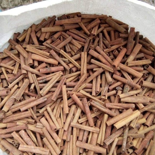Cigarette Cassia - Image 5