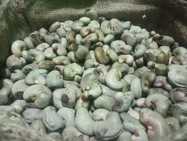 Sesame seed Weight (kg) 50 Quality Grade A Fat Content 46%, 61.7% Place of Origin Nigeria Carbohydrate Content 25% Mineral Content Fe And Ca - Image 2