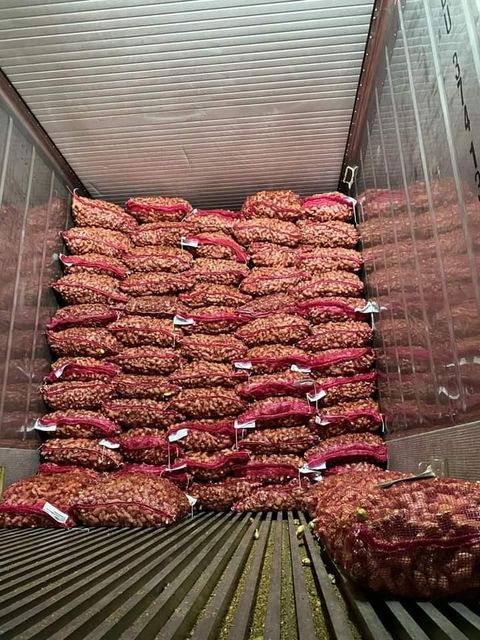 Fresh Ginger , finger turmeric , cinnamon etc Grade A Size 100-150-200gr up Packaging Carton box , waring pack (or - Image 3