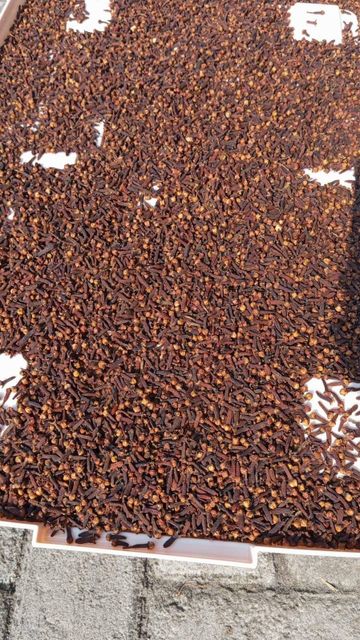 Cloves 50 kg Net PP Bags Quality: Lal Pari, FAQ, Grade 1, Hand Pick Sorted (HPS) - Image 3