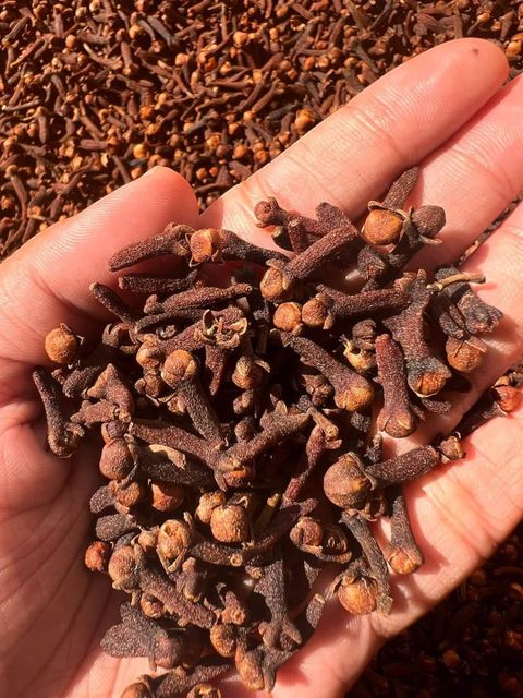 Cloves 50 kg Net PP Bags Quality: Lal Pari, FAQ, Grade 1, Hand Pick Sorted (HPS) - Image 1