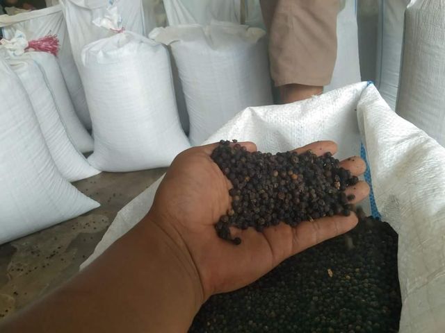 Black pepper GL 500 -550 – product photo 2, product detail gallery