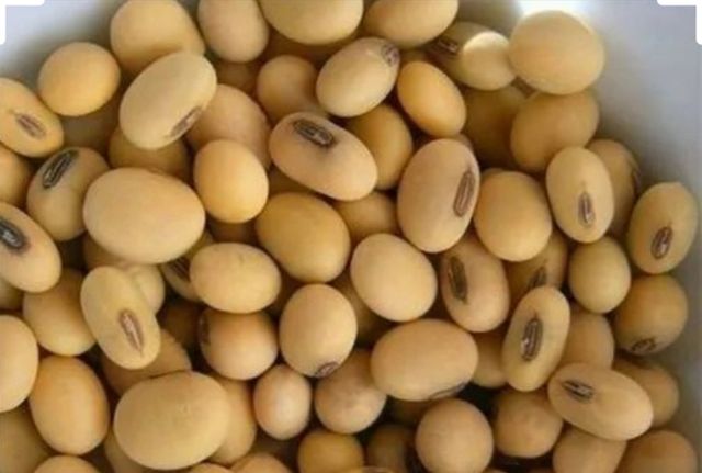 Soybeans (haricots de sodja) - Image 3