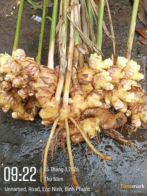 Young Ginger Fresh/Dry From Vietnam - Image 1