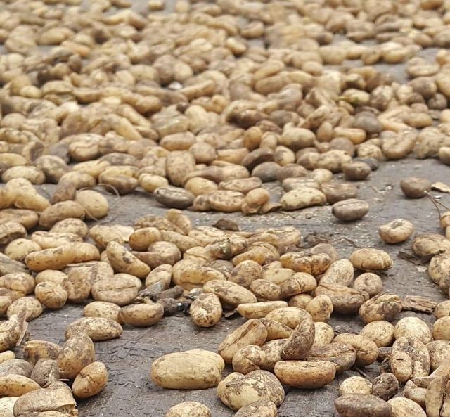 Premium Gayo Arabica Wild Civet Coffee – product photo 3, product detail gallery