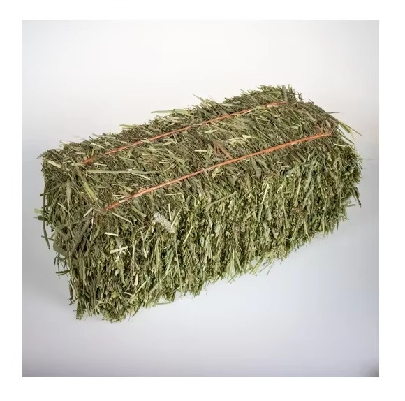 Fresh Timothy Grass for Animal Feed Safe Natural Timothy Grass Rich in Protein Fiber and Nutrients for Healthy Animals - Image 1
