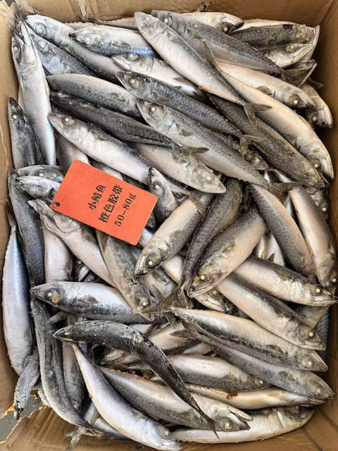 Tilapia, Pacific Mackerel - Image 4