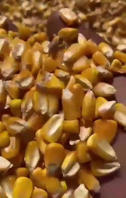 Corn - Image 1