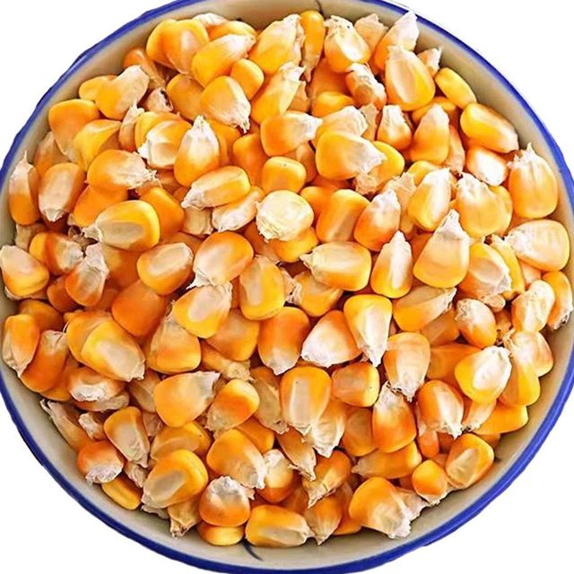 Dried Yellow Corn for Animal Feed and Human Consumption High Quality Sun Dried Maize Bulk Supply Export Grade - Image 4