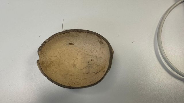 COCONUT SELL Size MAX 9 CM Packaging BAG 50 KG/BY - Image 2