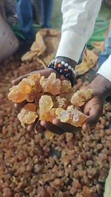 Gum Arabic Hashab Acacia Raw/Grade One Dry & Cleaned - Image 2