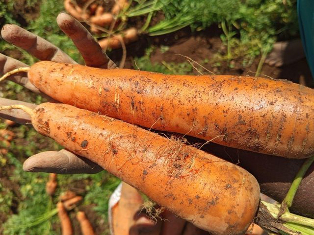 Carrot - Image 2