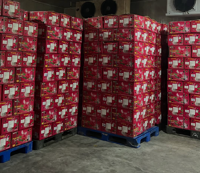 Vibrant Freshness Dragon Fruit Exotic Flavor Premium Quality Dragon Fruit 10kg Box Sale - Image 1