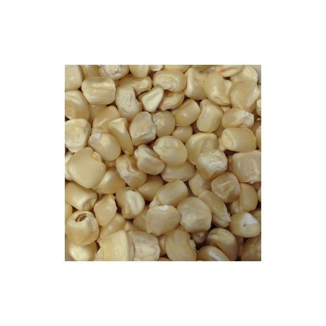 Premium grade white corn for human consumption and animal feed - Image 3