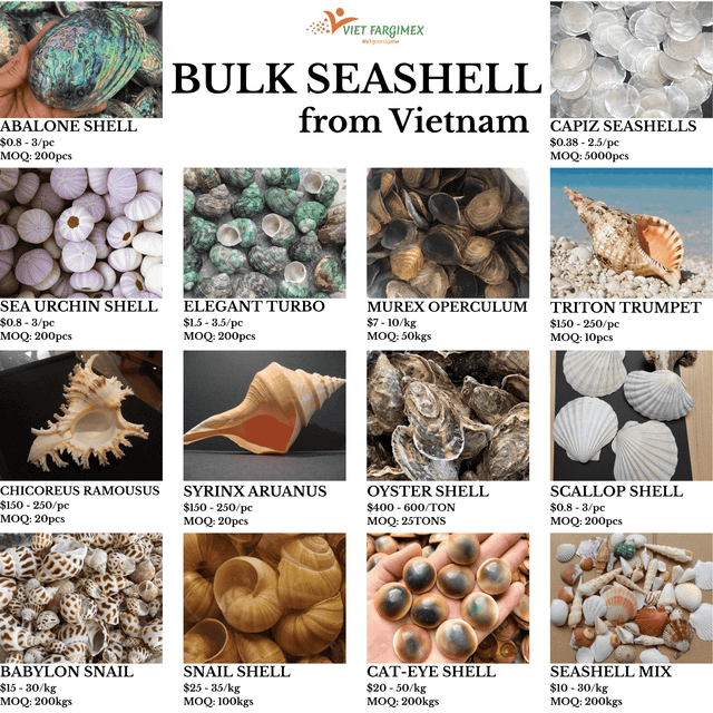 Seashell Mix from Vietnam - for Gifts & Decoration Origin Vietnam Texture Natural Type Bulk Natural Marine Seashells Sourcing Method Sustainably Sourced - Image 1