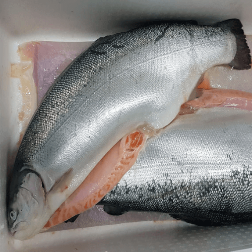 Order High quality wholesale bulk seafood fresh Salmon frozen fish. Food Grade Factory For sale - Image 3