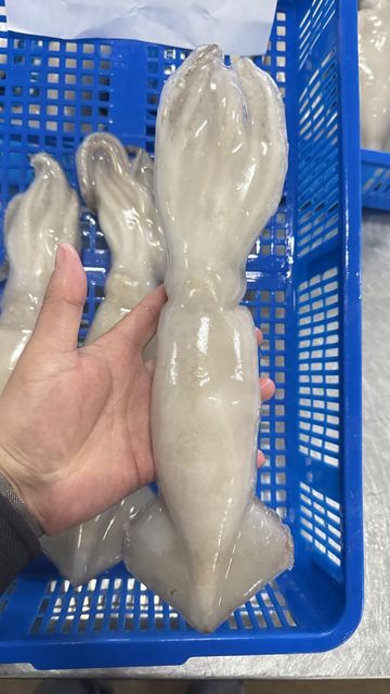Frozen Squid Whole Round Processed For Marine Food Importers Restaurant Suppliers And Seafood Market Demand - Image 3