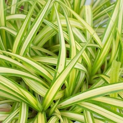 Premium Safed Musli Roots (Chlorophytum Borivilianum) - 100% Natural, Sun-Dried Indian Vitality Herb for Supplements & E - Image 4