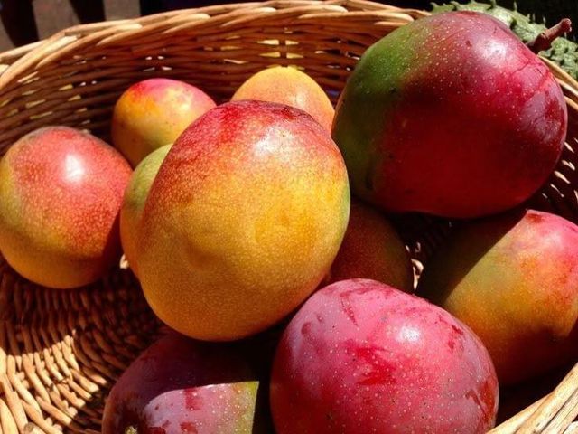 Fresh HADEN MANGOES Rich Juicy Texture Perfect For Fruit Lovers Healthy Snacks And Wholesale Fruit Buyers - Image 5