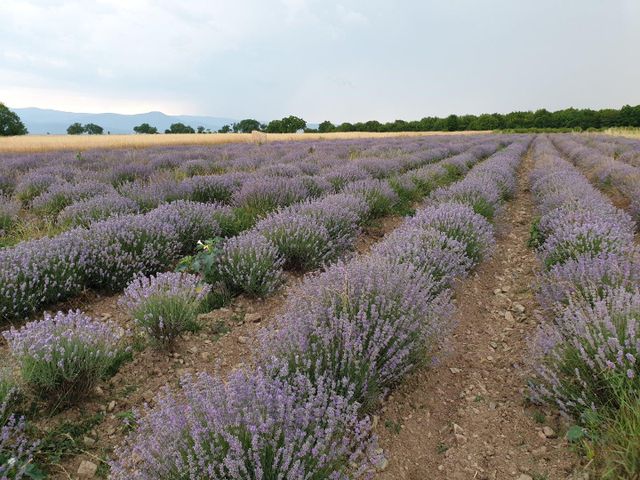 Dried lavender flower Grade Organic Shelf Life 2 years Packaging 10kg bags Benefits Stress Relief, Better Sleep, And A Pleasant Scent In Various Crafts And Household Items - Image 4