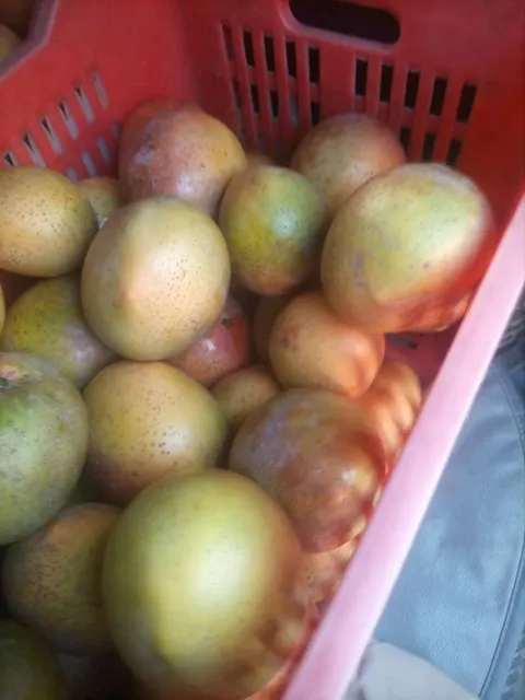 Mango Kent Color Vibrant Origin Ethiopia Grade 1, Grade 1 Features Organic Shelf Life 1Month Flavor Sweet, Rich Texture Firm, Juicy - Image 4